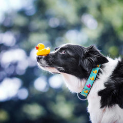 GOTCHA! Smart ID Collar - Ducklings